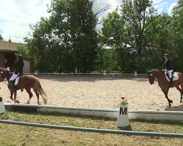 Reitturnier Hof-Haidt/Ofr. 2024