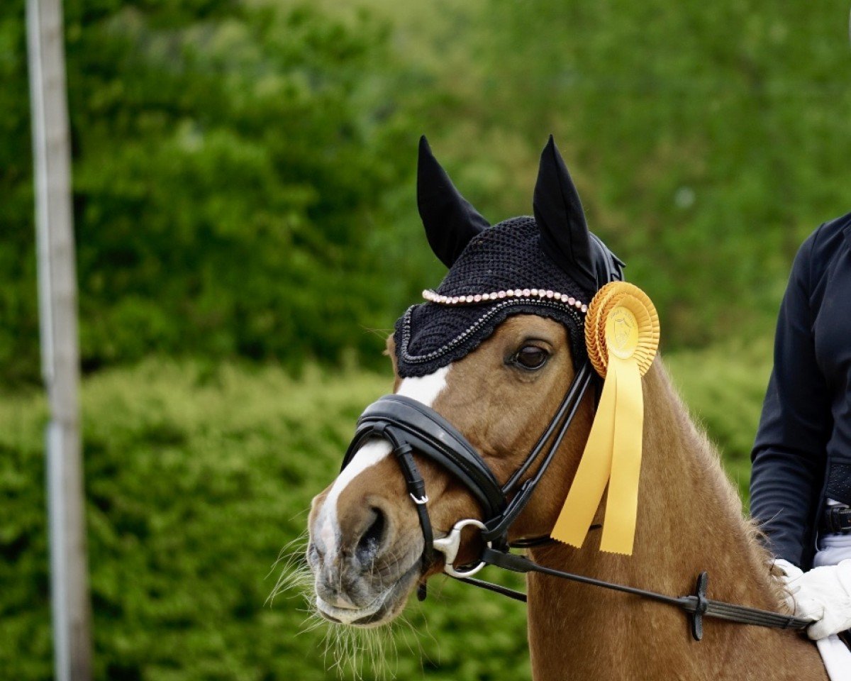 Dressurpferd Golden Summer 6 (Nederlands Welsh Ridepony, 2004, von Orchard Boginov)