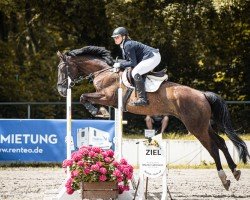 jumper Stepstone 4 (Hanoverian, 2018, from Stakkato)