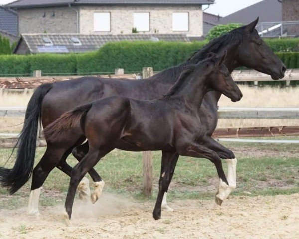 horse Touch Down (Oldenburg, 2022, from Total McLaren)