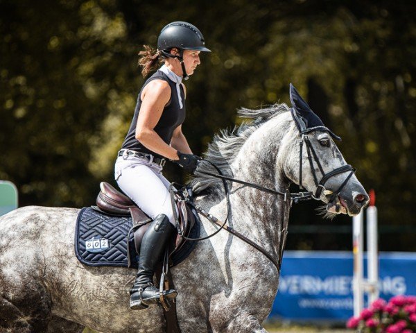 Springpferd Nesquik 30 (KWPN (Niederländisches Warmblut), 2018, von Fibonacci)