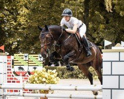 jumper Muy Especial (Holsteiner, 2019, from Million Dollar)