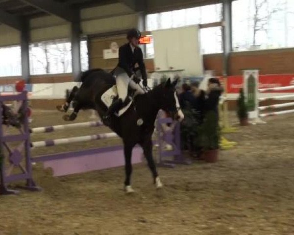 Grevener-Hallenspringturnier 2013