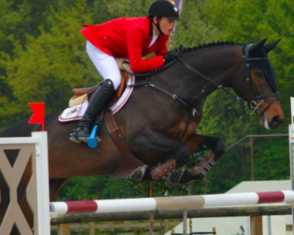 Zuchtstute Cristallina Vh Janshof Z (Zangersheide Reitpferd, 2007, von Cadence van't Gelutt Z)