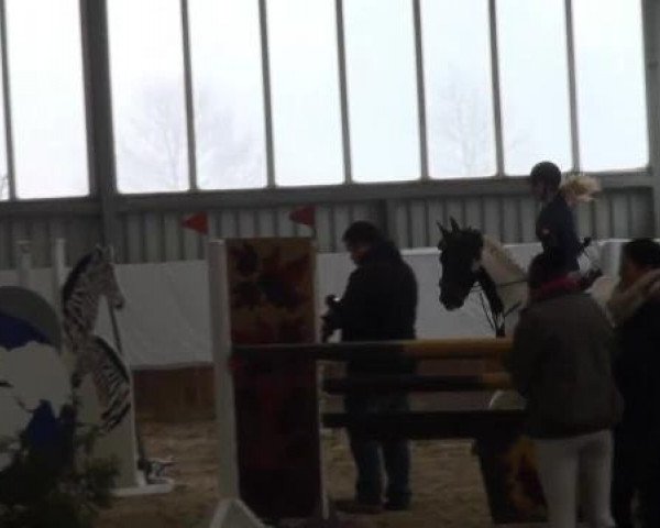 Grevener-Hallenspringturnier 2013