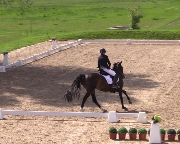 Reitturnier Neu Benthen 2024