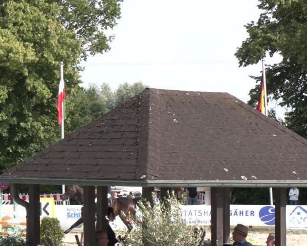 Reitturnier Münster-Roxel 2024