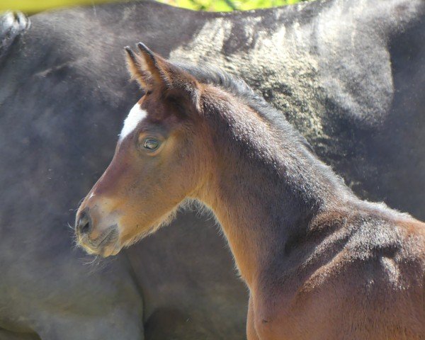horse Call me Spotty SB (Westphalian, 2024, from Comme il Faut)