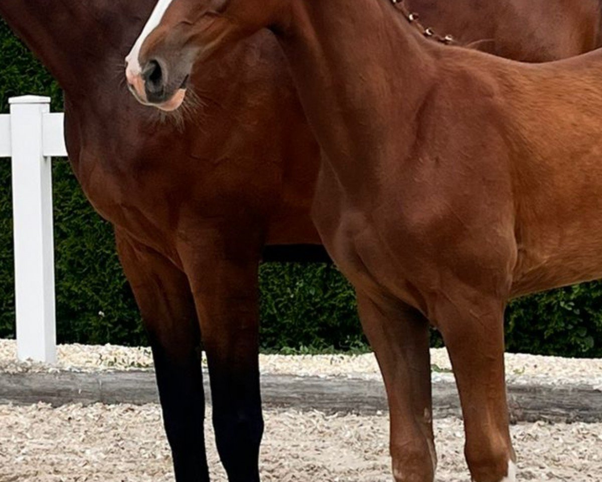 horse Extra Bunt (Zangersheide riding horse, 2024, from Esmeraldo FM)