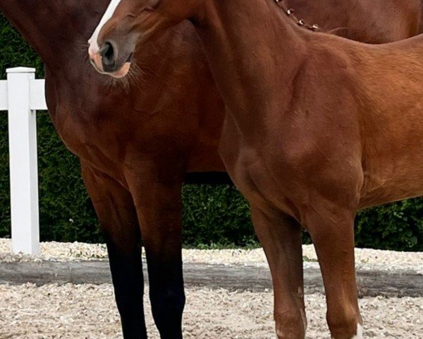 horse Extra Bunt (Zangersheide riding horse, 2024, from Esmeraldo FM)