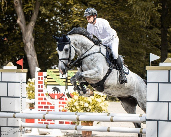 Springpferd Cassedy 33 (Holsteiner, 2018, von Casall Ask)