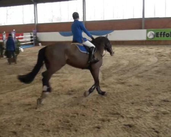 Grevener-Hallenspringturnier 2013