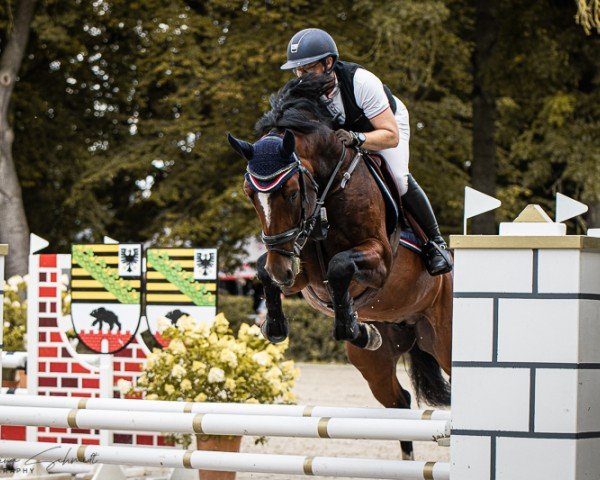 stallion For Wonder (Belgian Warmblood, 2020, from For Friendship VDL) stallion For Wonder (Belgian Warmblood, 2020, from For Friendship VDL)
