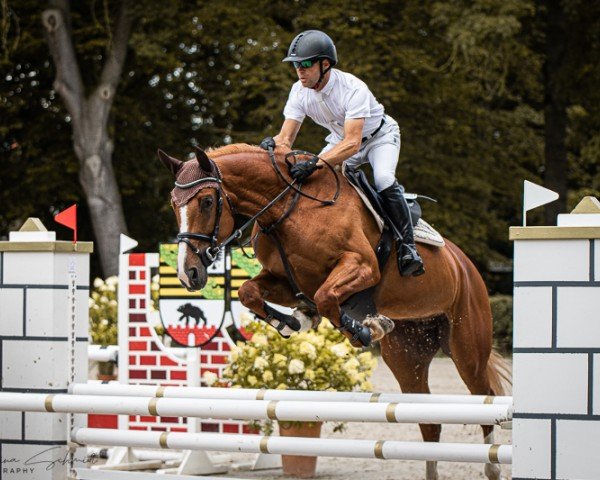 jumper Lolitha von Manchester DB (German Sport Horse, 2018, from Manchester van't Paradijs)