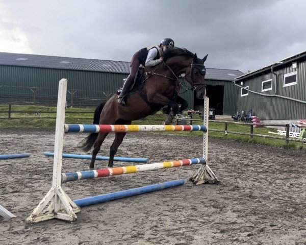 jumper Casaleta W (Holsteiner, 2017, from Casall Ask)