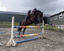 jumper Casaleta W (Holsteiner, 2017, from Casall Ask)