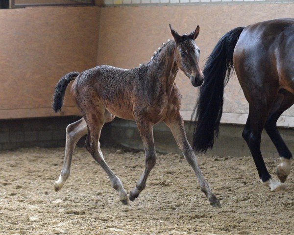 broodmare Stute von Diamantenglanz / Ehrentanz I (Westphalian, 2024, from Diamantenglanz)