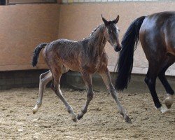 broodmare Stute von Diamantenglanz / Ehrentanz I (Westphalian, 2024, from Diamantenglanz)
