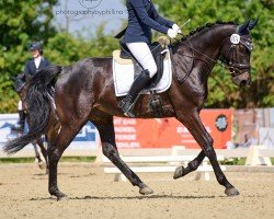 dressage horse Friziamo (Westphalian, 2017, from Federico Fellini)