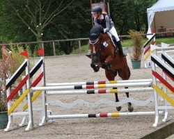 Springpferd Louis 336 (unbekannt, 2012)