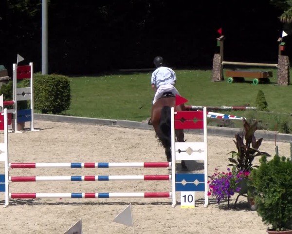Reitturnier Dielsdorf 2024
