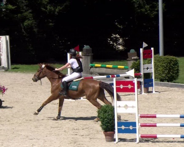 Reitturnier Dielsdorf 2024