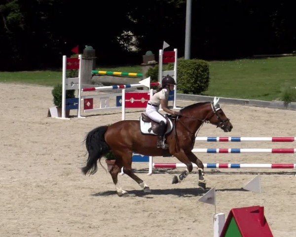 Reitturnier Dielsdorf 2024