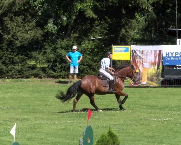 Reitturnier Dielsdorf 2024