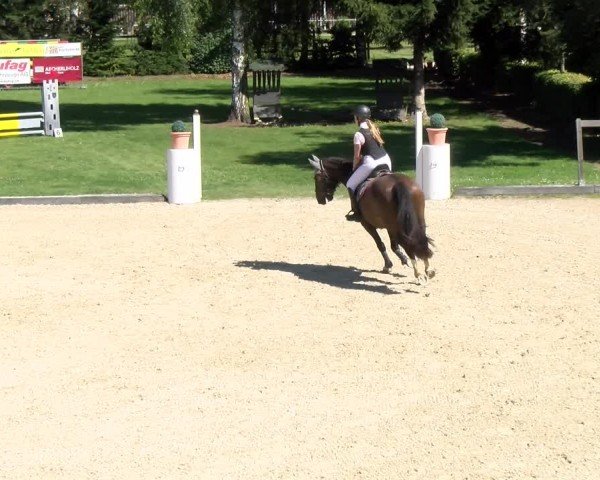 Reitturnier Dielsdorf 2024