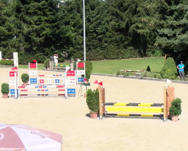 Reitturnier Dielsdorf 2024