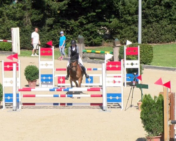 Reitturnier Dielsdorf 2024