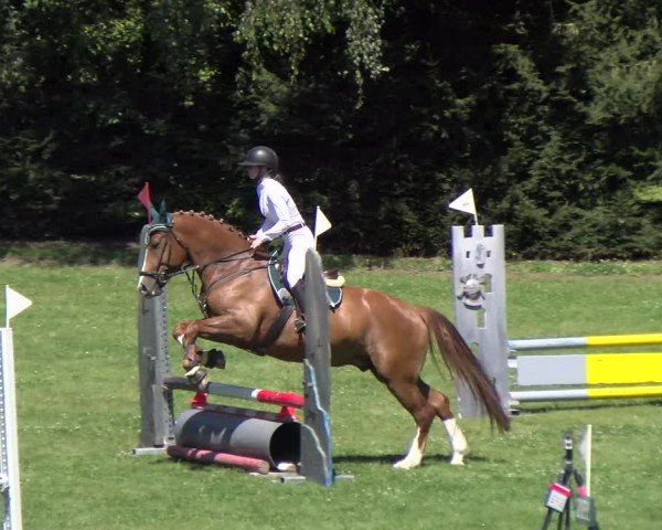 Reitturnier Dielsdorf 2024