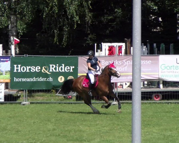 Reitturnier Dielsdorf 2024