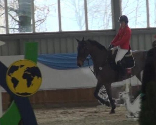 Grevener-Hallenspringturnier 2013