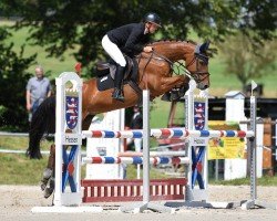 jumper Lience vd Tojopehoeve Z (Zangersheide riding horse, 2011, from Last Man Standing)