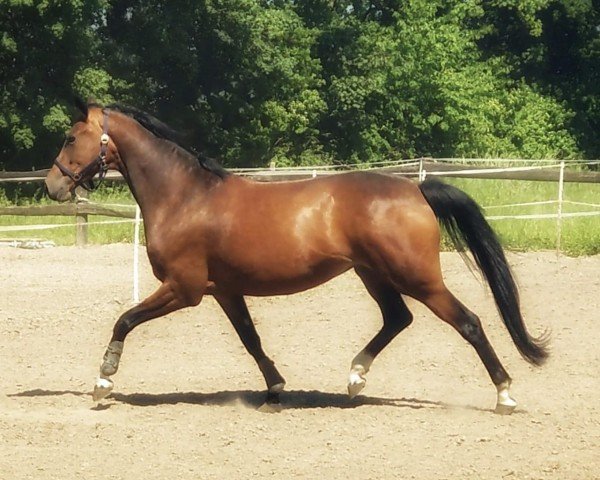 Pferd Gabrielle Bella BR (Oldenburger, 2020, von Kastel's Grand Galaxy Win)