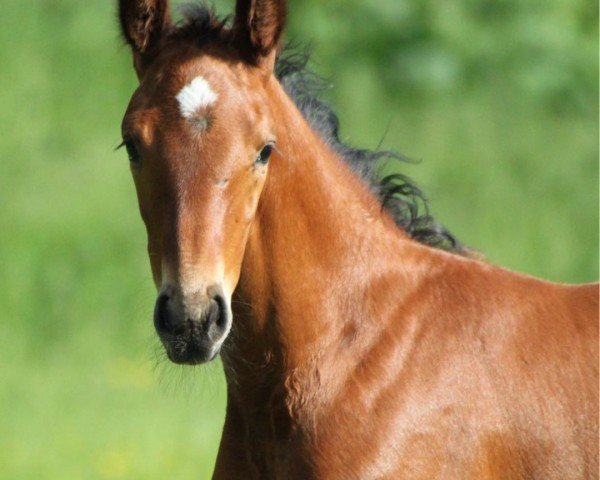 horse Chico LW (Holsteiner, 2024, from Charaktervoll Hv)