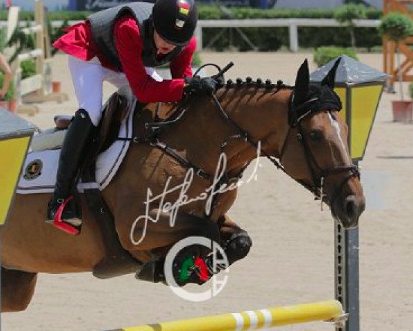 broodmare Lajolie 3 (Oldenburg, 2006, from Landfürst)