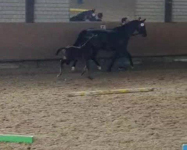Video of Stute von Diamantenglanz / Ehrentanz I