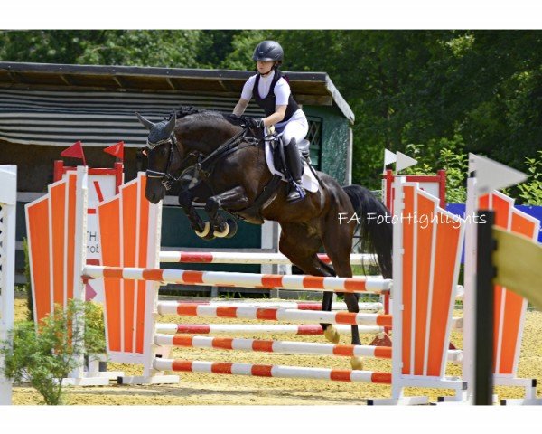 Springpferd Opetit trot Base (Belgisches Warmblut, 2018, von Vramdao)