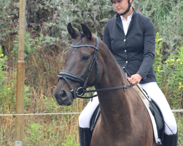 dressage horse Flory - O (German Warmblood, 2017, from Cristallo I)