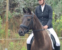 dressage horse Flory - O (German Warmblood, 2017, from Cristallo I)