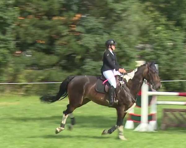 Reitturnier Hof-Haidt/Ofr. 2024