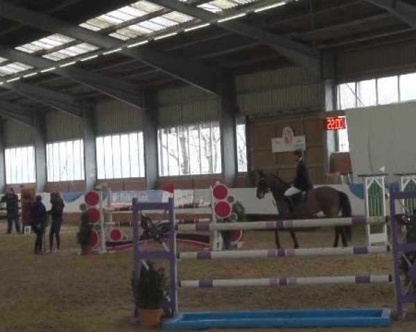 Grevener-Hallenspringturnier 2013