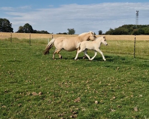 horse Elma (Fjord Horse, 2024, from Skian)