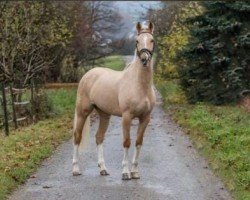 jumper Princess 405 (unknown, 2016)