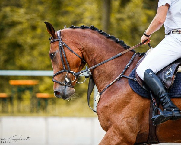jumper Carlo H 3 (German Sport Horse, 2018, from Carinue)