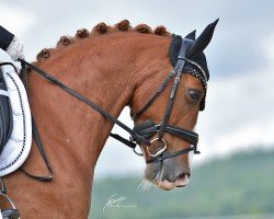 dressage horse Derby B 3 (German Riding Pony, 2017, from Derano B)