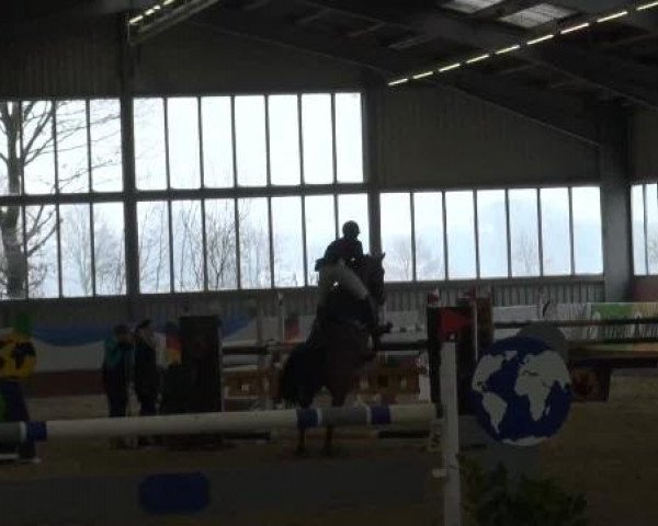 Grevener-Hallenspringturnier 2013
