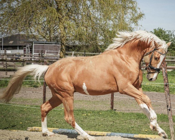 stallion Zafran Hilarius de Cologne (Oldenburg, 2019, from Zafferano 3)